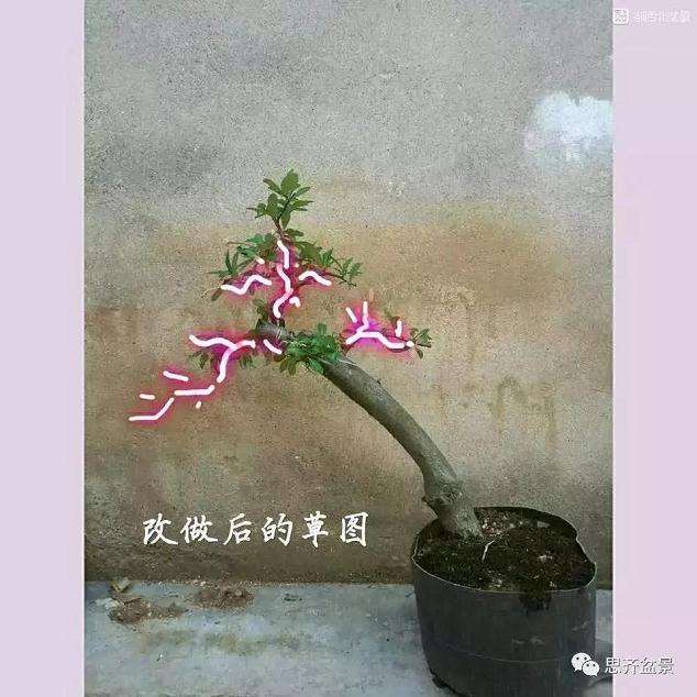 火棘下山桩怎么高压培植的方法