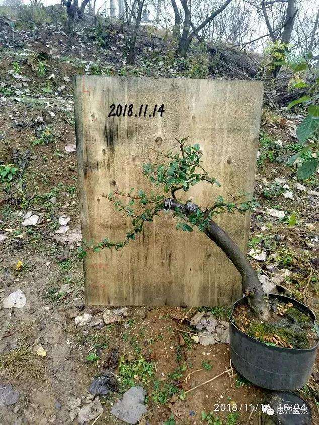 火棘下山桩怎么高压培植的方法