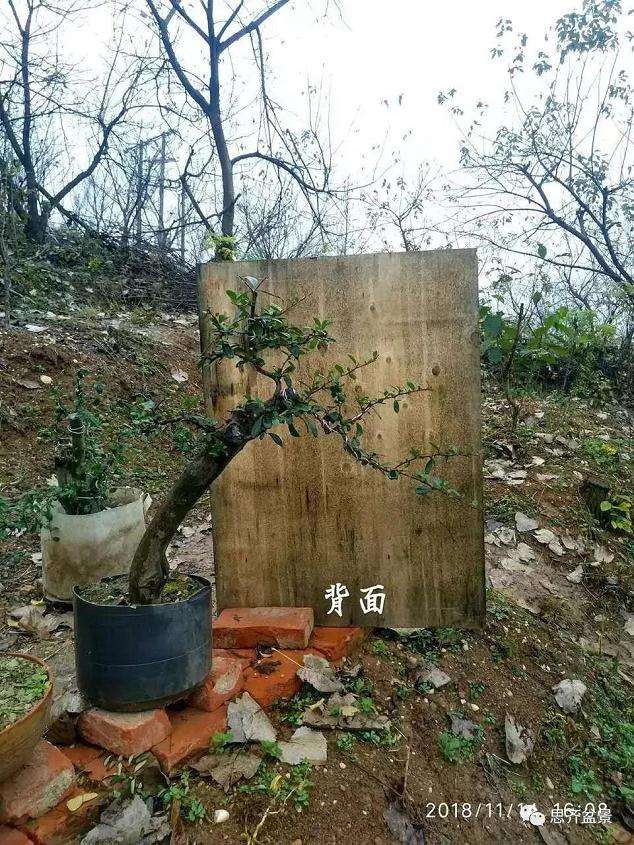 火棘下山桩怎么高压培植的方法