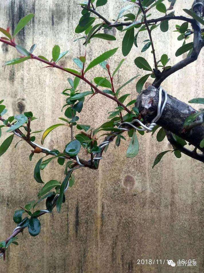 火棘下山桩怎么高压培植的方法