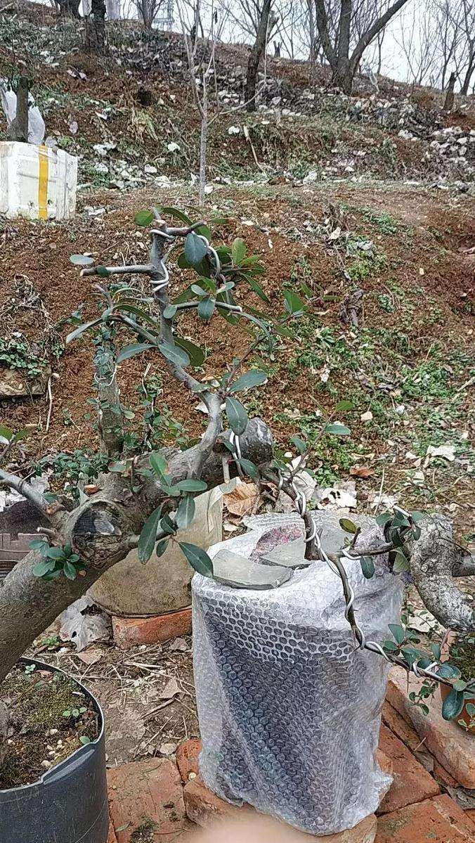 火棘下山桩怎么高压培植的方法