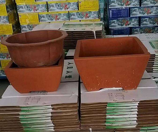 火棘下山桩怎么高压培植的方法