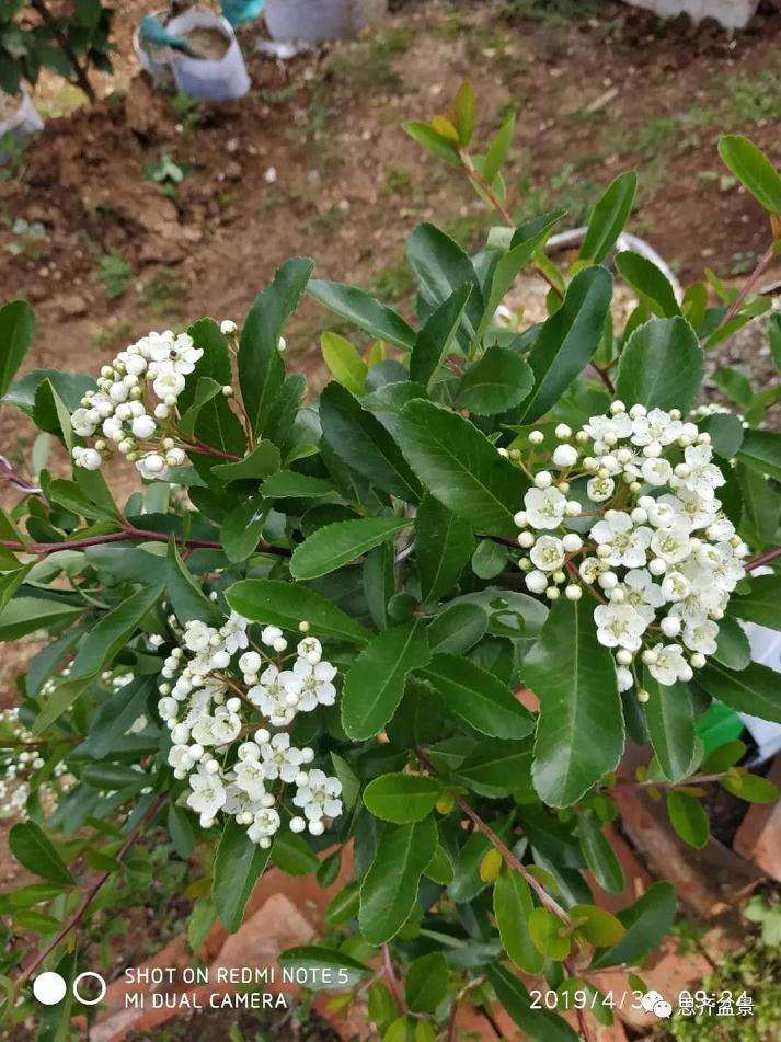 火棘下山桩怎么高压培植的方法