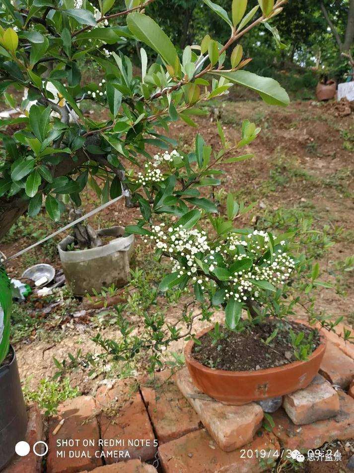 火棘下山桩怎么高压培植的方法