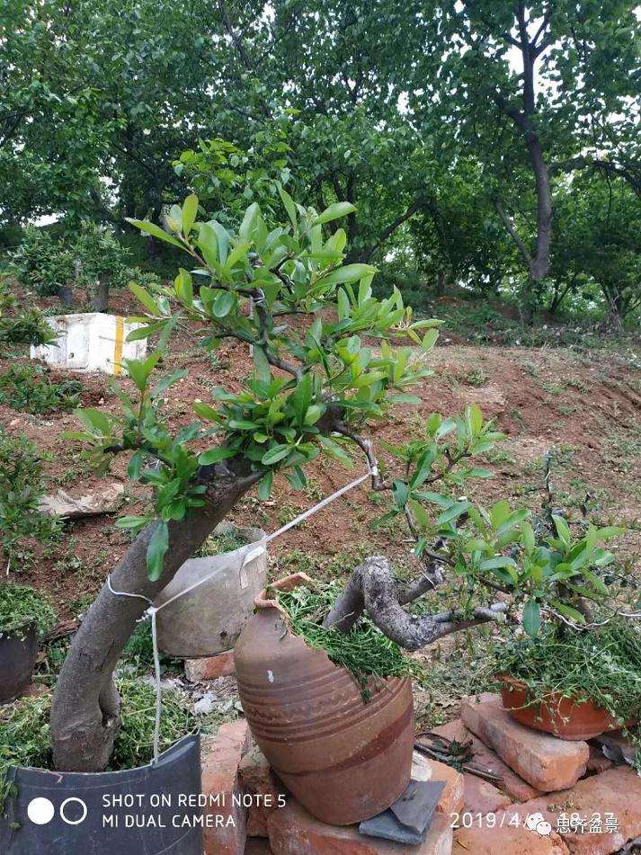 火棘下山桩怎么高压培植的方法