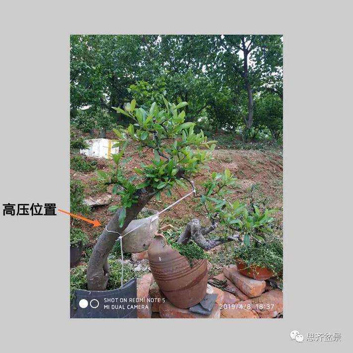 火棘下山桩怎么高压培植的方法
