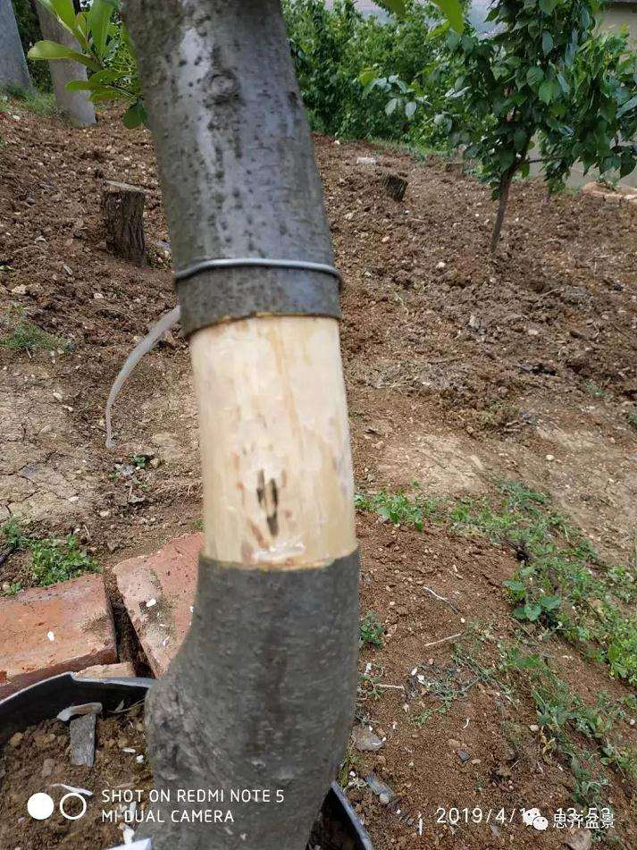 火棘下山桩怎么高压培植的方法