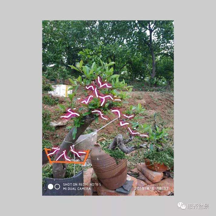 火棘下山桩怎么高压培植的方法
