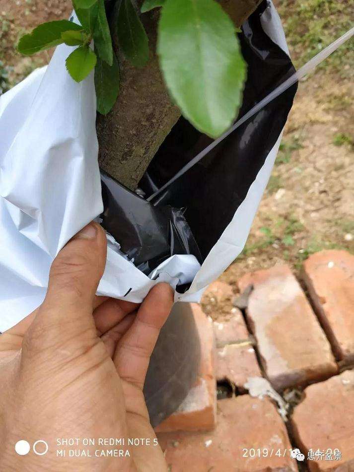 火棘下山桩怎么高压培植的方法