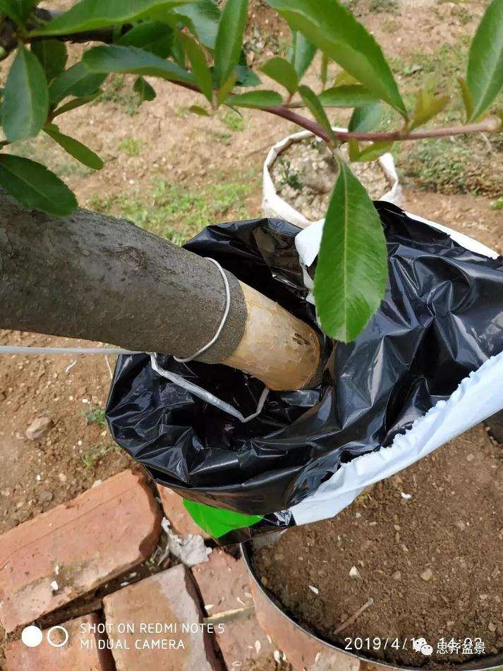 火棘下山桩怎么高压培植的方法