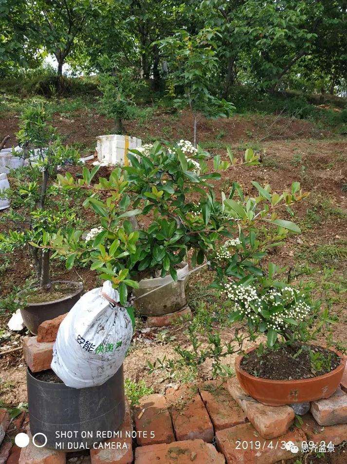 火棘下山桩怎么高压培植的方法