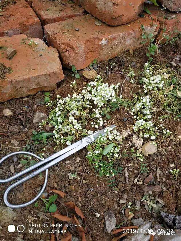 火棘下山桩怎么高压培植的方法