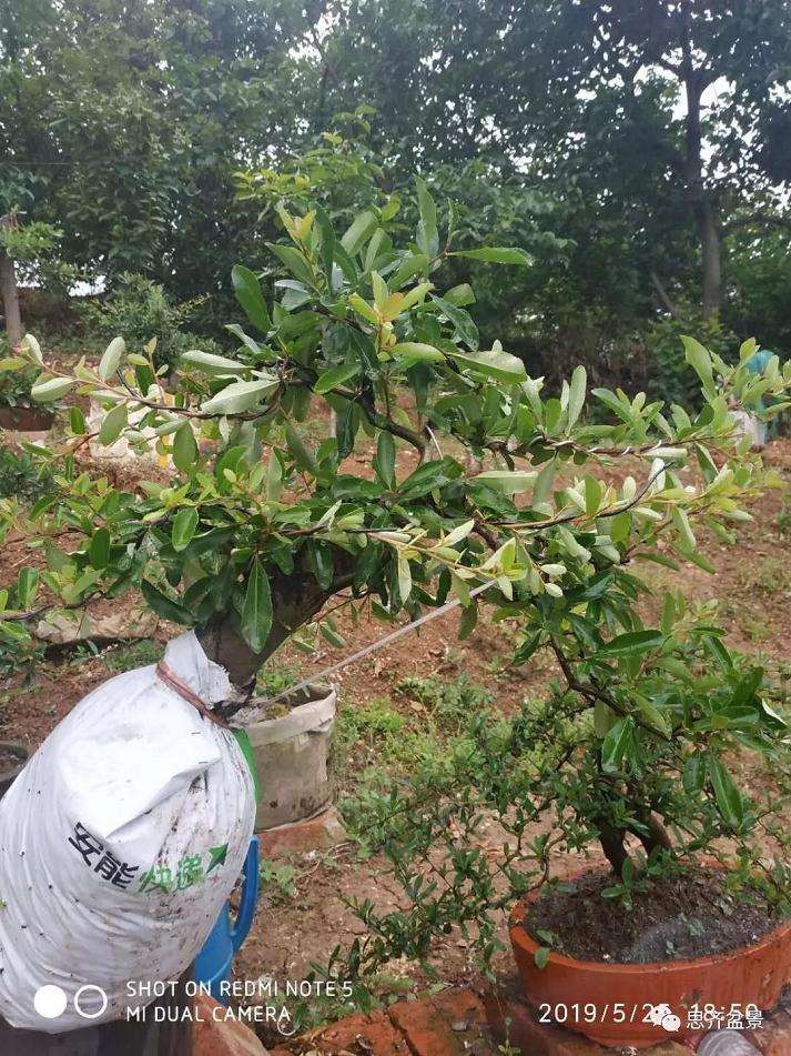 火棘下山桩怎么高压培植的方法