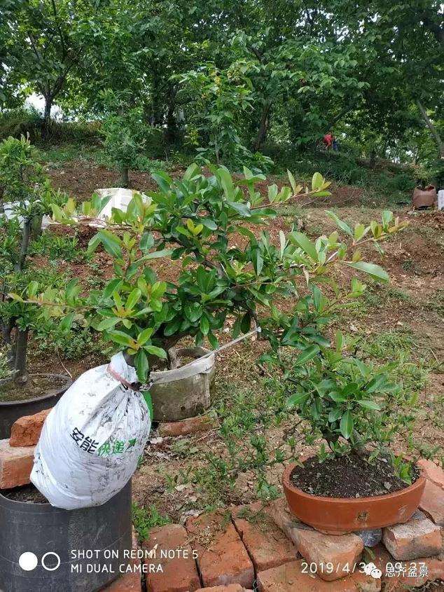 火棘下山桩怎么高压培植的方法