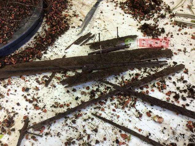 盆景根部怎么磐根修剪的方法