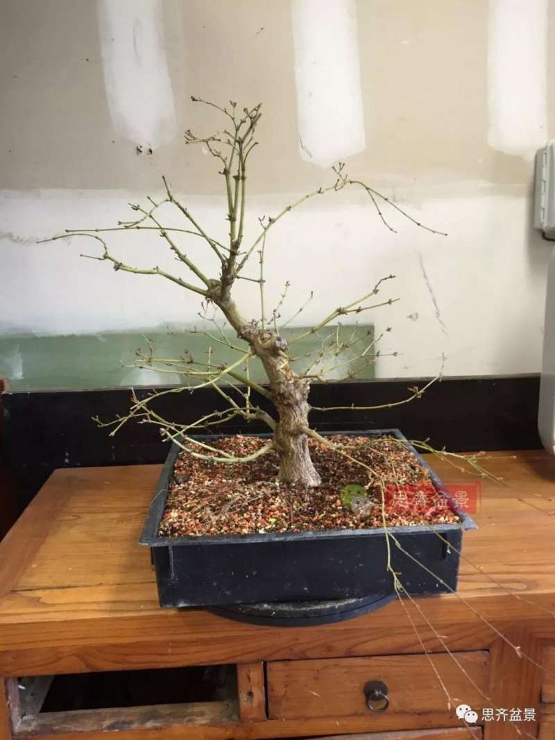 盆景根部怎么磐根修剪的方法