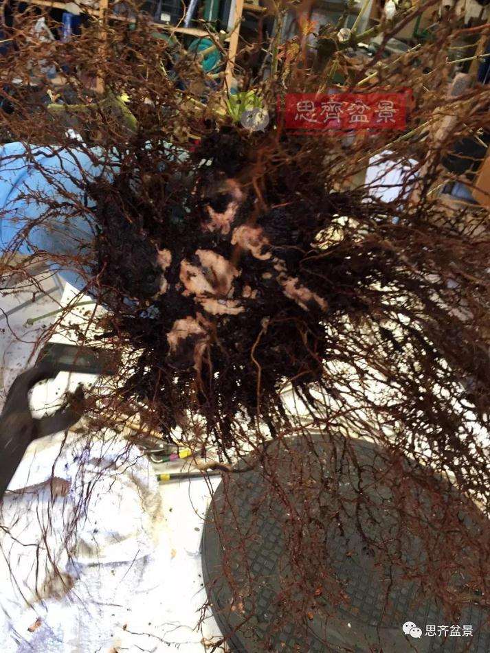 盆景根部怎么磐根修剪的方法