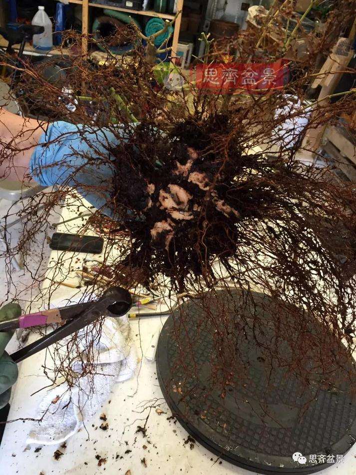 盆景根部怎么磐根修剪的方法