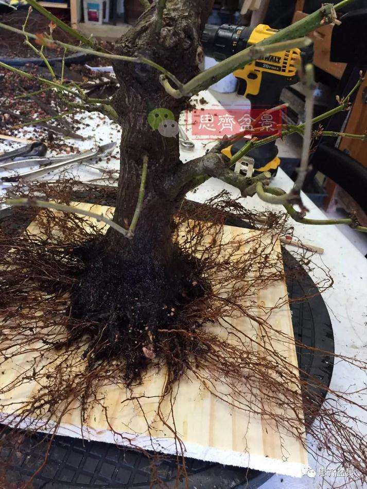 盆景根部怎么磐根修剪的方法