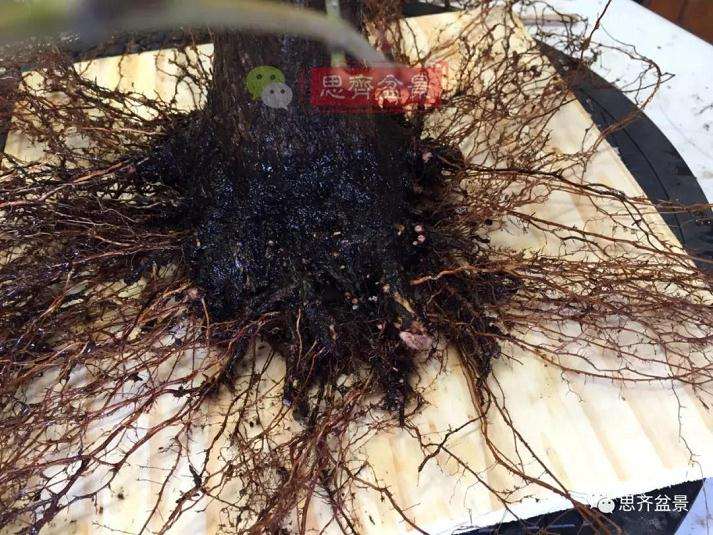 盆景根部怎么磐根修剪的方法