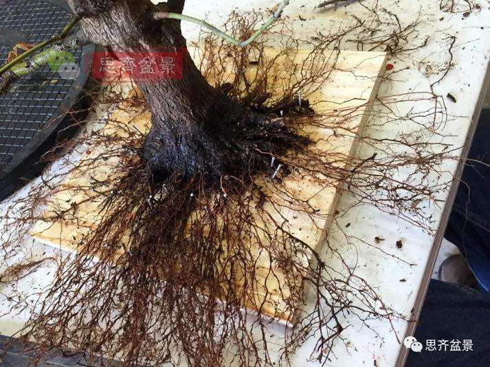 盆景根部怎么磐根修剪的方法