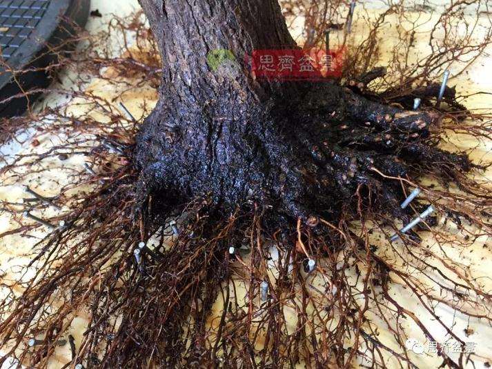 盆景根部怎么磐根修剪的方法