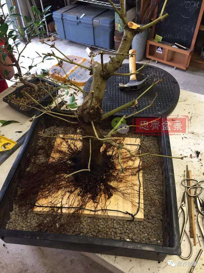 盆景根部怎么磐根修剪的方法