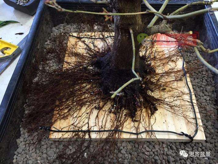 盆景根部怎么磐根修剪的方法