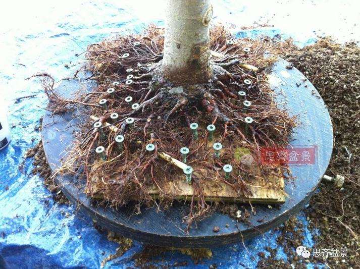 盆景根部怎么磐根修剪的方法