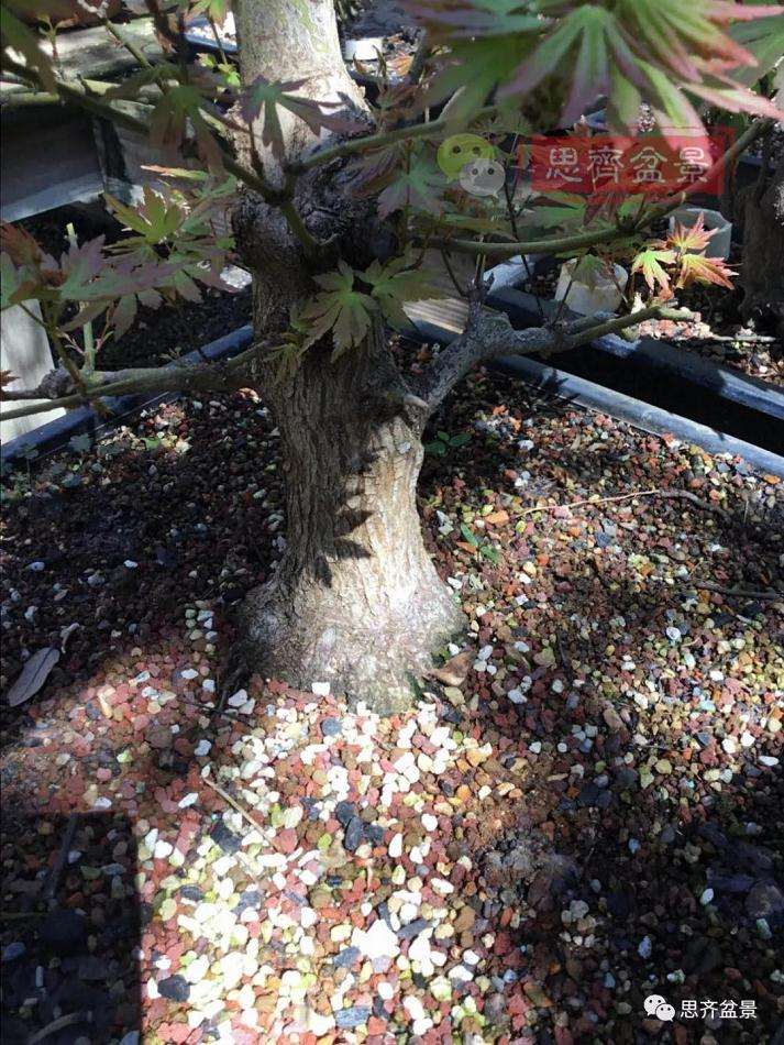 盆景根部怎么磐根修剪的方法