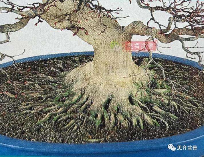 盆景根部怎么磐根修剪的方法