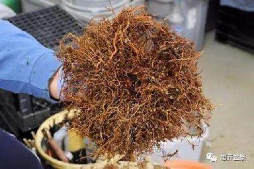 盆景根部怎么磐根修剪的方法