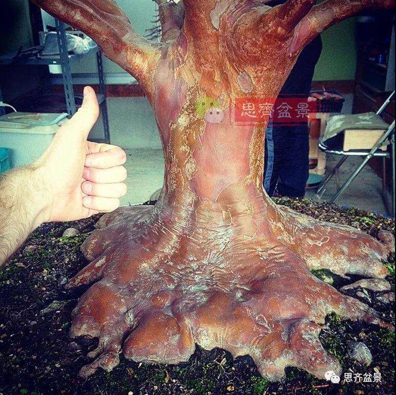 盆景根部怎么磐根修剪的方法