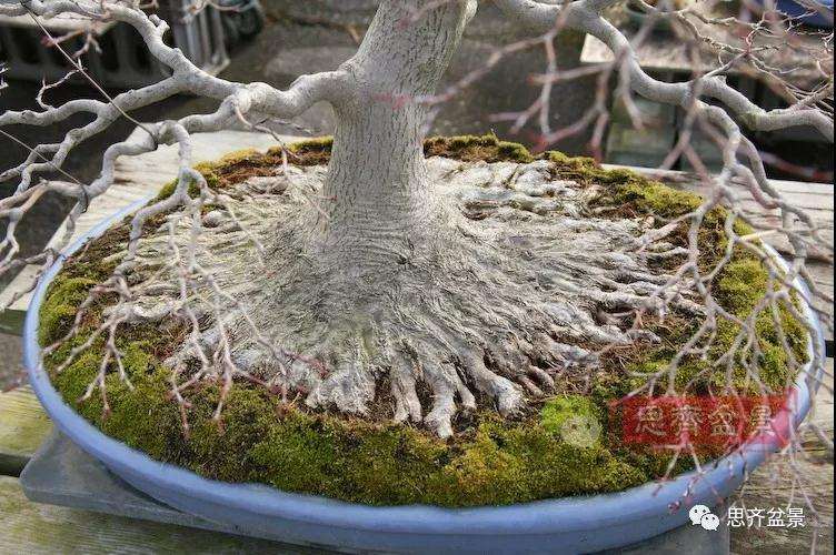 盆景根部怎么磐根修剪的方法