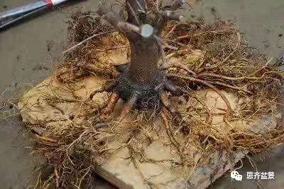 盆景根部怎么磐根修剪的方法