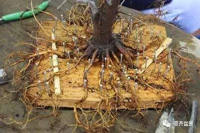 盆景根部怎么磐根修剪的方法