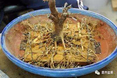 盆景根部怎么磐根修剪的方法