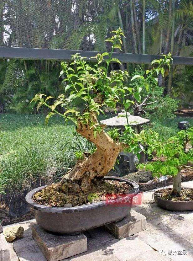 曲干型三角梅盆景怎么培养的方法