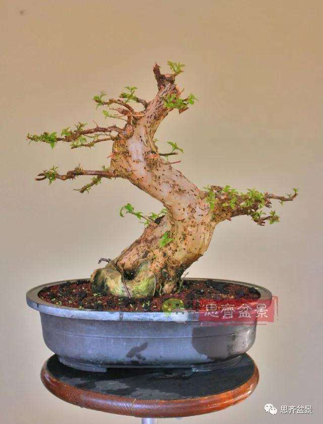 曲干型三角梅盆景怎么培养的方法