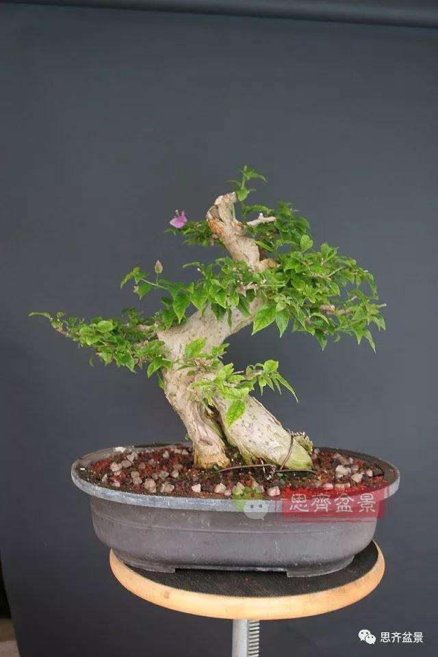 曲干型三角梅盆景怎么培养的方法