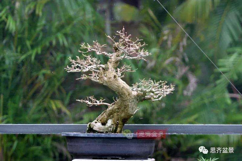 曲干型三角梅盆景怎么培养的方法