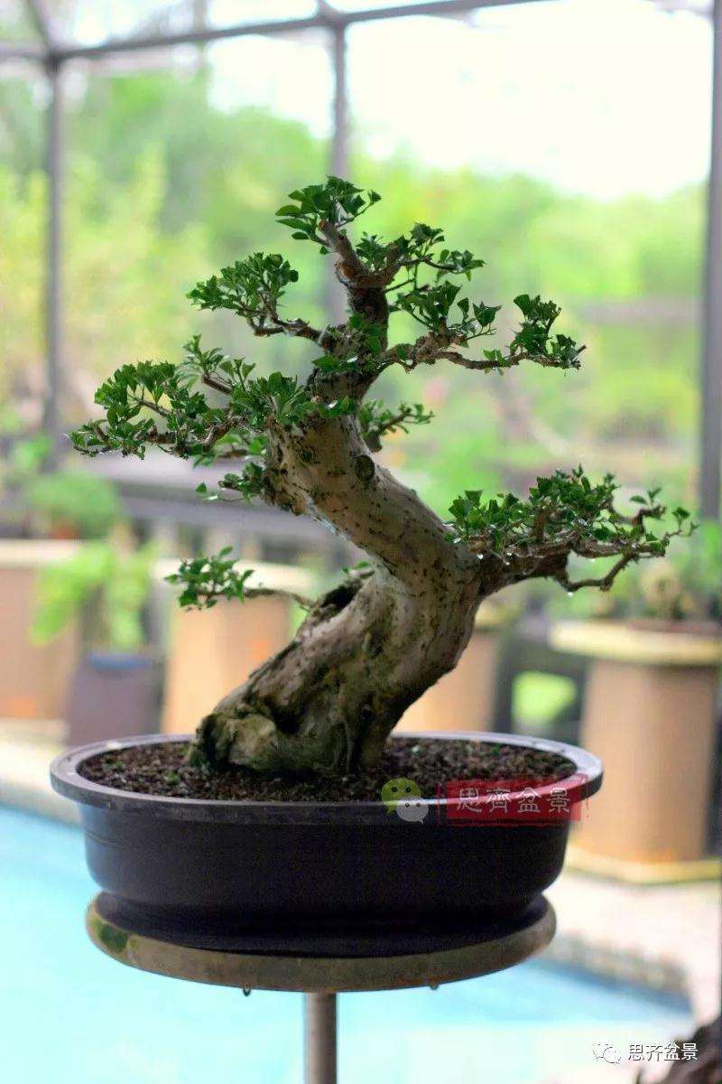 曲干型三角梅盆景怎么培养的方法