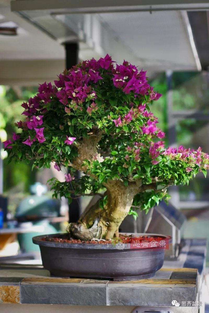 曲干型三角梅盆景怎么培养的方法
