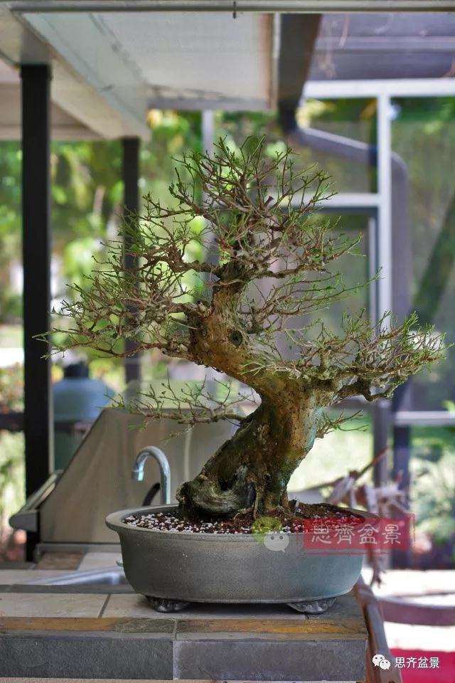 曲干型三角梅盆景怎么培养的方法