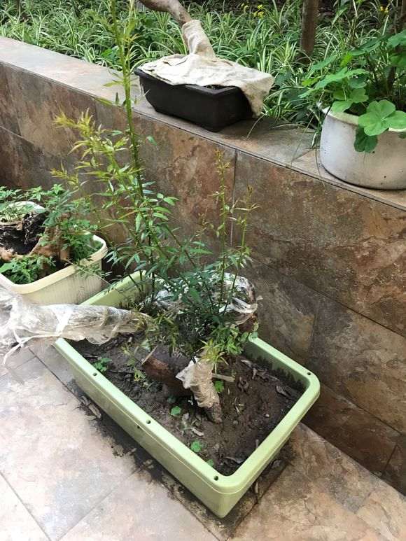 为什么梅花下山桩生桩发芽带刺呢