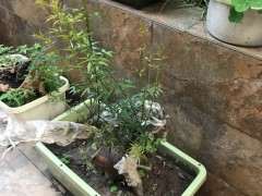 为什么梅花下山桩生桩发芽带刺呢