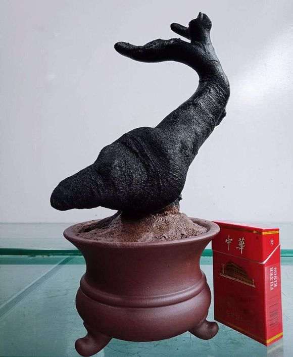 这个下山桩生桩现在可以嫁接么