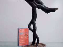 这个下山桩生桩现在可以嫁接么