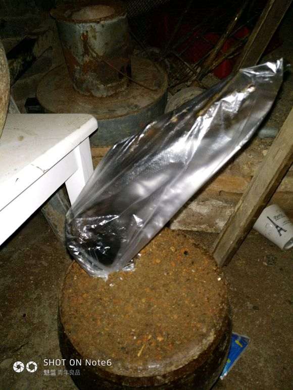 下山桩生桩是一年四季都可以种吗