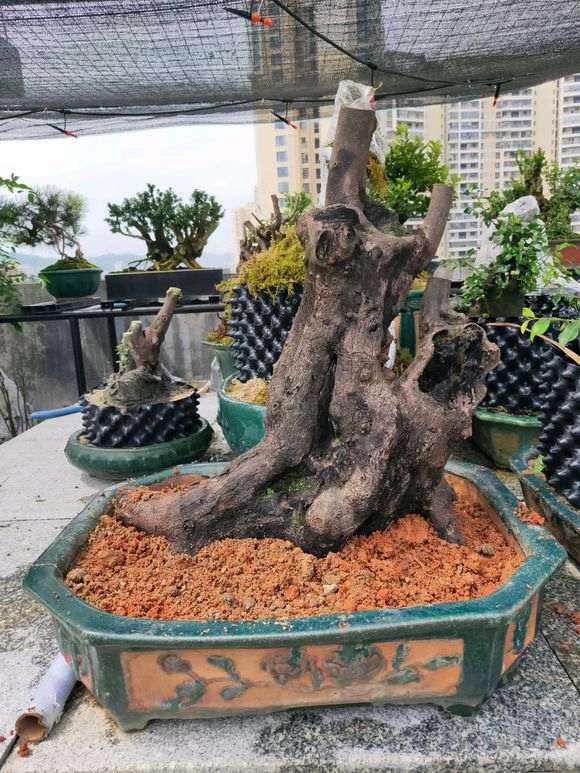 下山桩生桩是一年四季都可以种吗